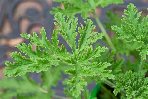 How to Grow & Use Citronella Plants .